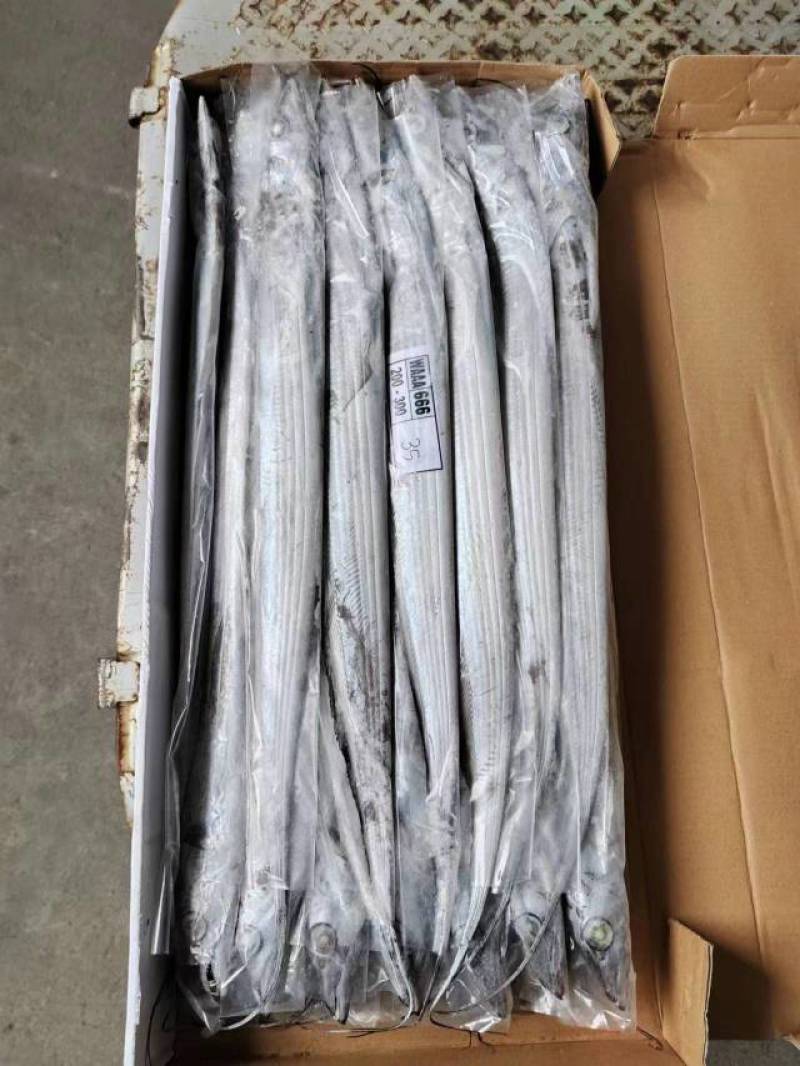 印尼AAA钓带网带阿曼钓带网带质量好价格优