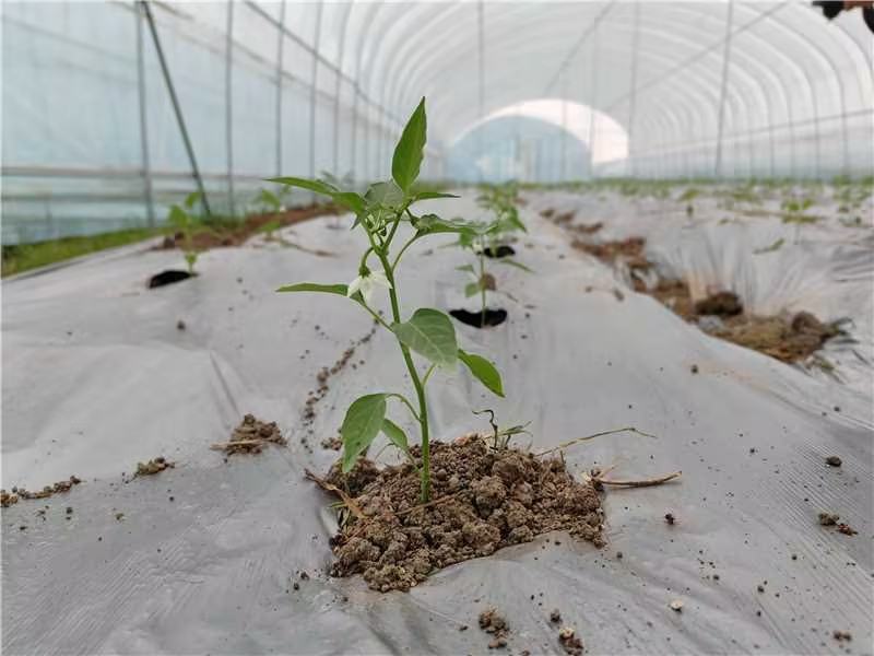 生姜种植地膜覆盖示意图