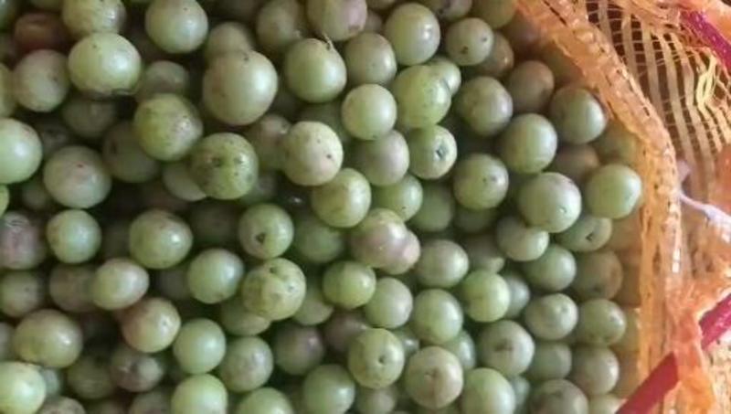 云南优质野生滇橄榄货源充足量大从优可视频欢迎老板选