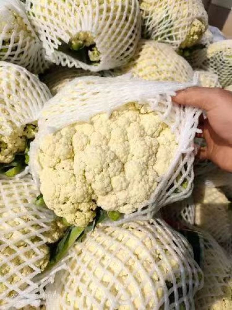山东日照莒县蔬菜种植基地有机花货源充足，欢迎新老客户