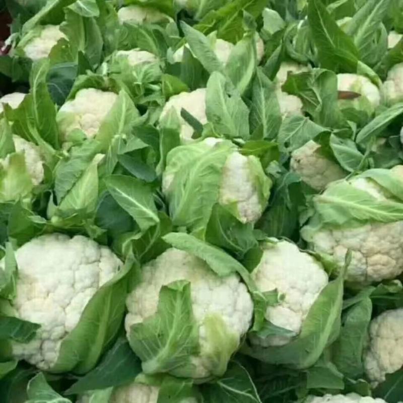 山东日照莒县蔬菜种植基地有机花货源充足，欢迎新老客户