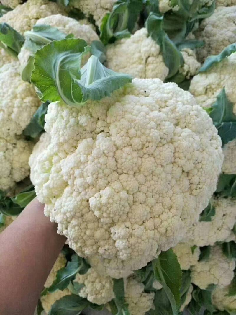 山东日照莒县蔬菜种植基地有机花货源充足，欢迎新老客户