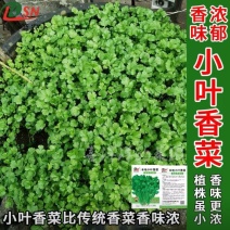 精品新鲜大叶香菜江西产地直供货发全国保质保量欢迎来电