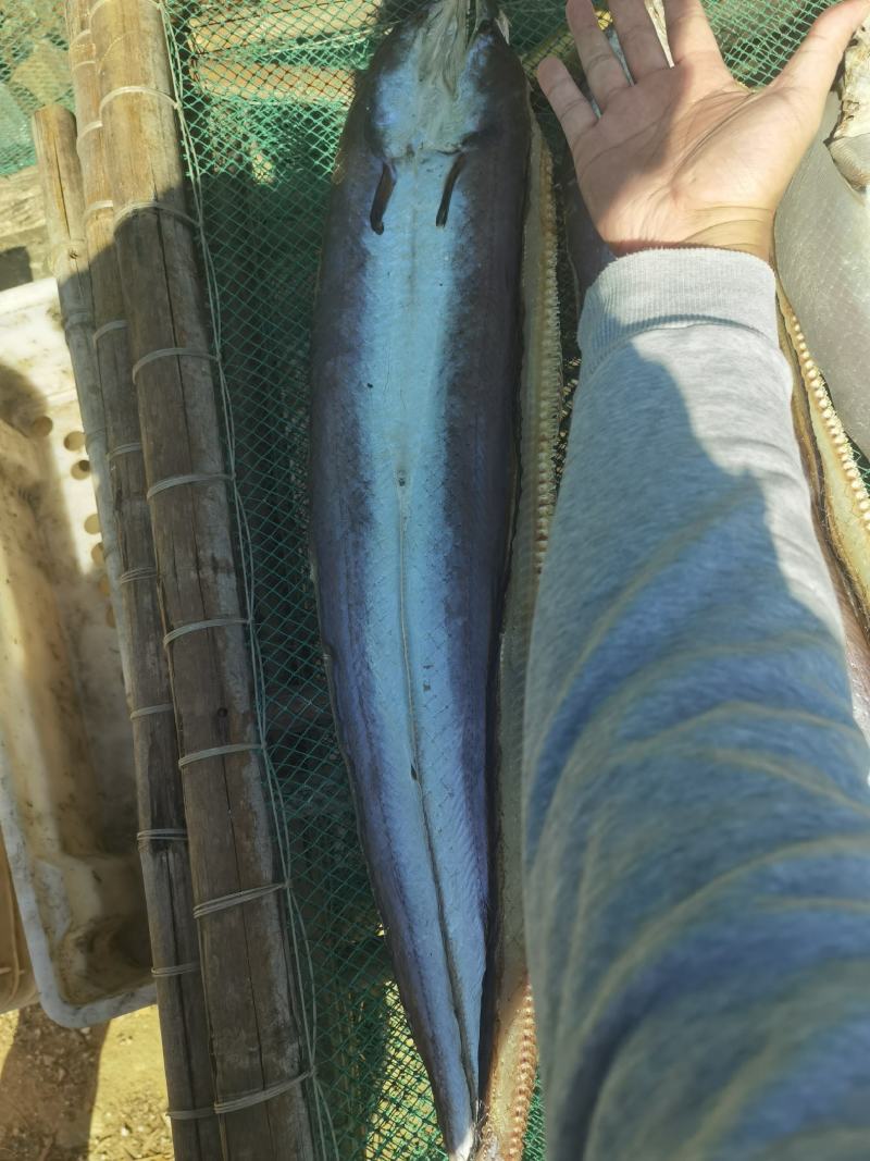 自家晒场鳗鱼干，一件发货，晒厂直接供货。