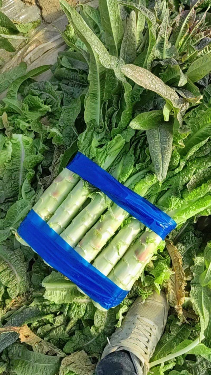 莴苣杆子红叶莴苣杆子无虫眼无空心代收代发代加工