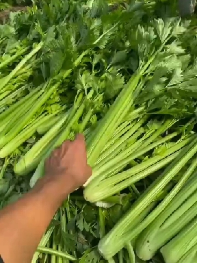 西芹安徽芹菜代收代发全国市场大棚芹菜货源充足
