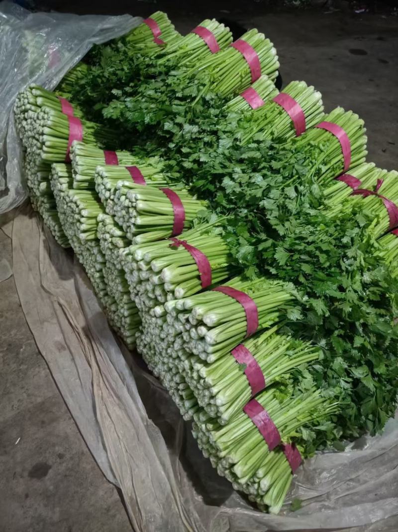 西芹安徽芹菜代收代发全国市场大棚芹菜货源充足