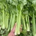 西芹安徽芹菜代收代发全国市场大棚芹菜货源充足
