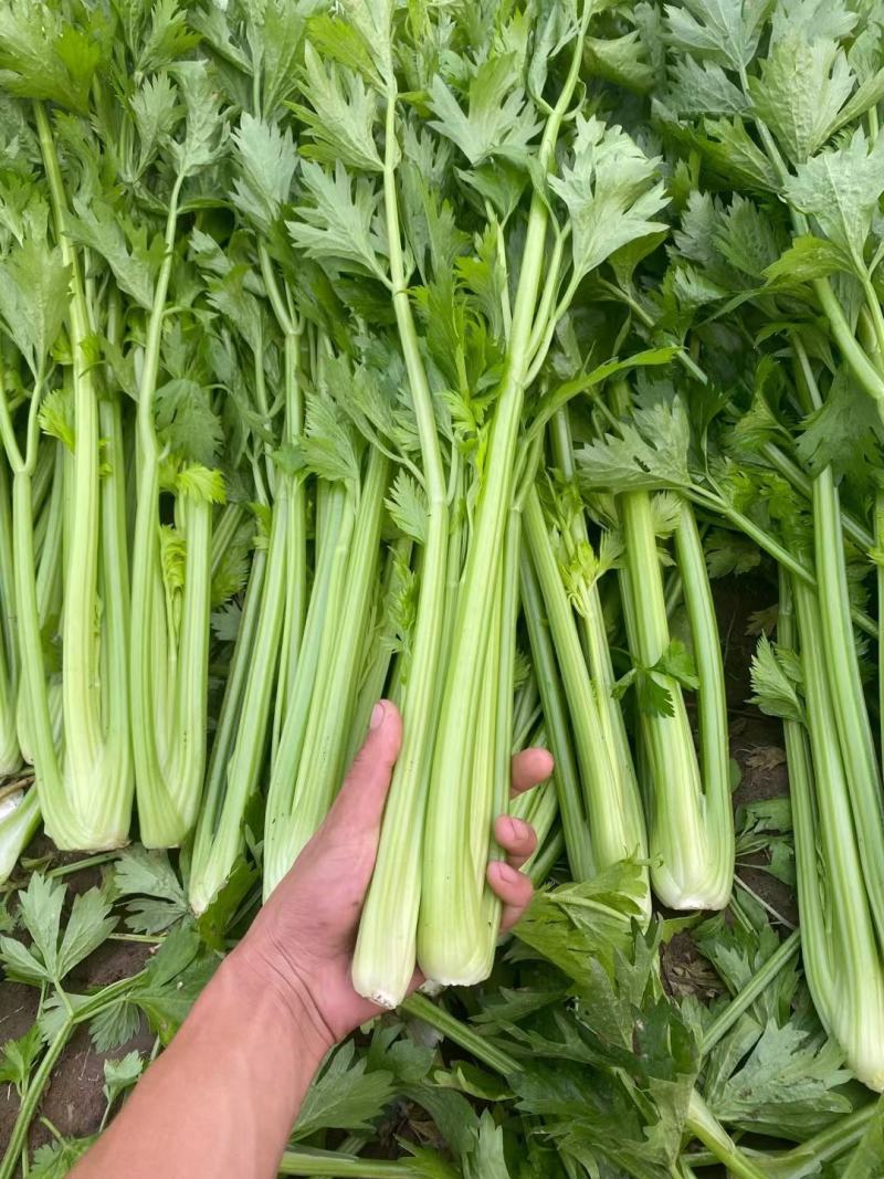 西芹安徽芹菜代收代发全国市场大棚芹菜货源充足