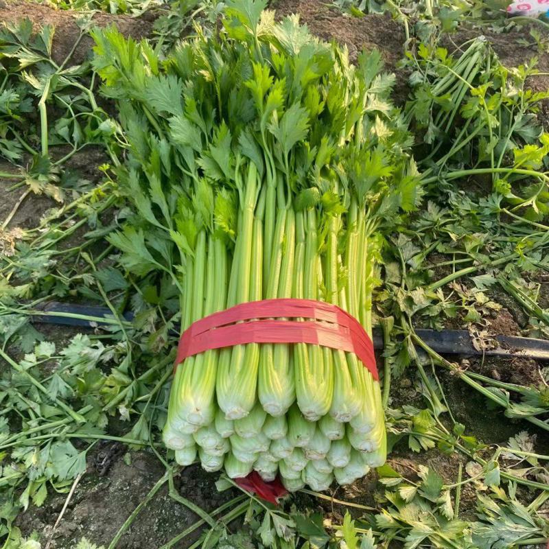 西芹安徽芹菜代收代发全国市场大棚芹菜货源充足