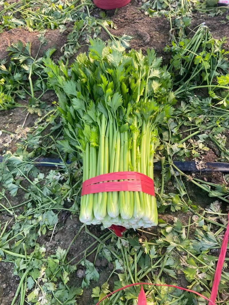 西芹安徽芹菜代收代发全国市场大棚芹菜货源充足