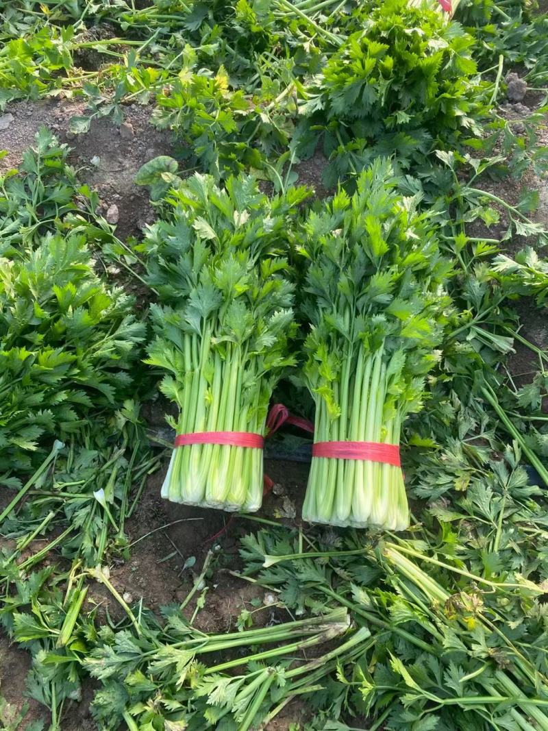 西芹安徽芹菜代收代发全国市场大棚芹菜货源充足