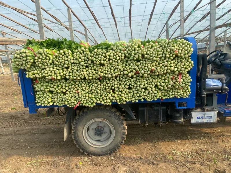 西芹安徽芹菜代收代发全国市场大棚芹菜货源充足