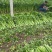 西芹安徽芹菜代收代发全国市场大棚芹菜货源充足