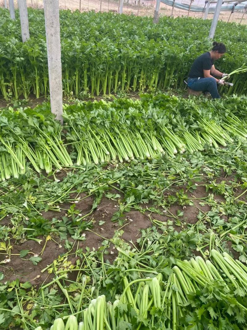 西芹安徽芹菜代收代发全国市场大棚芹菜货源充足