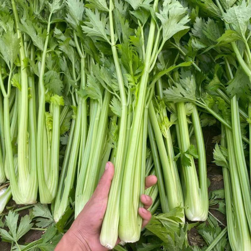 西芹安徽芹菜代收代发全国市场大棚芹菜货源充足