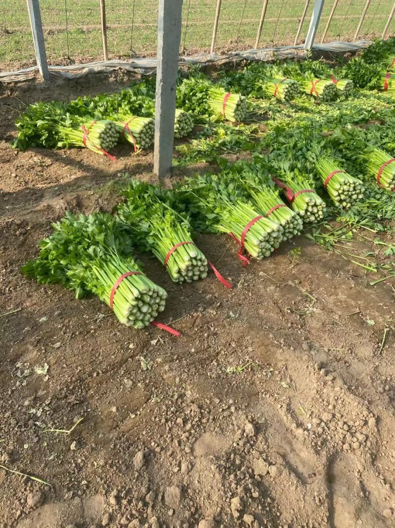 西芹安徽芹菜代收代发全国市场大棚芹菜货源充足