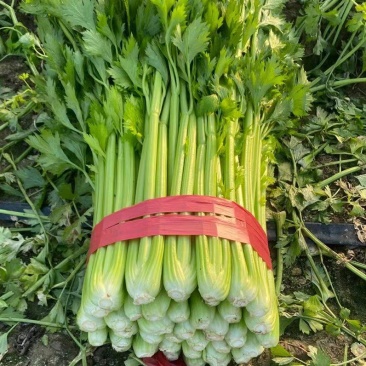 西芹安徽芹菜代收代发全国市场大棚芹菜货源充足