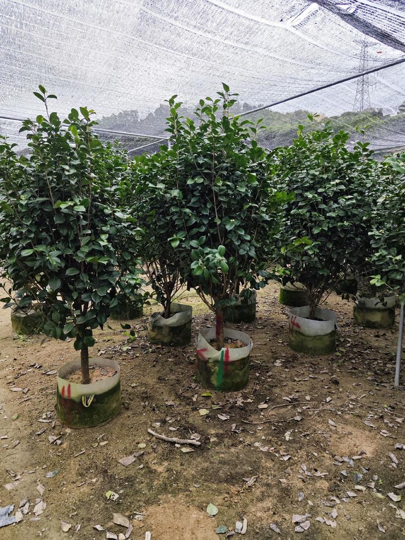 茶花山茶花高度1.5米到1.8米冠幅1.2米福建漳州苗