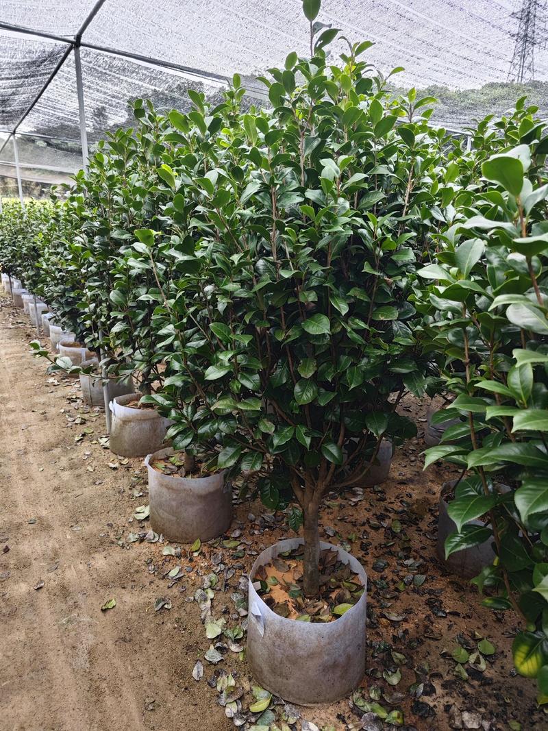 茶花山茶花高度1.5米到1.8米冠幅1.2米福建漳州苗