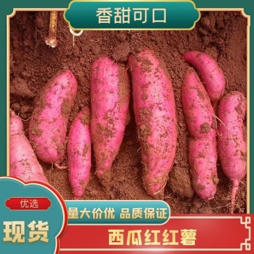 云南西瓜红，红皮王红薯，市场货标准大中小分开包装上车