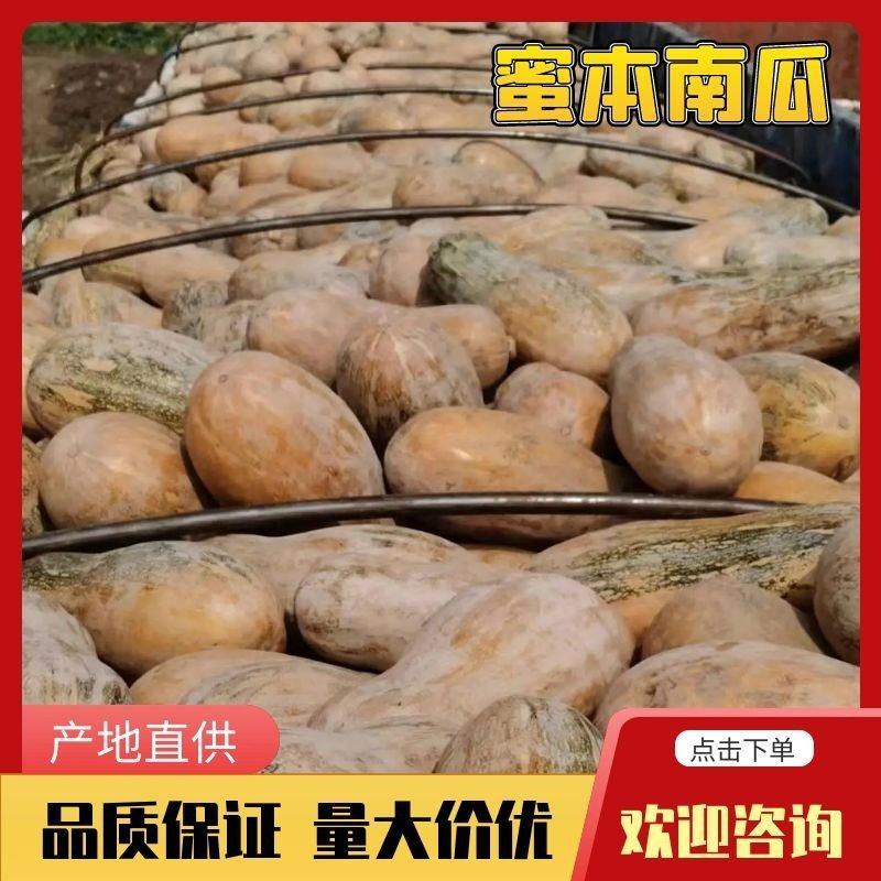 云南蜜本南瓜大量供应保质保量对接全国客商可视频验货