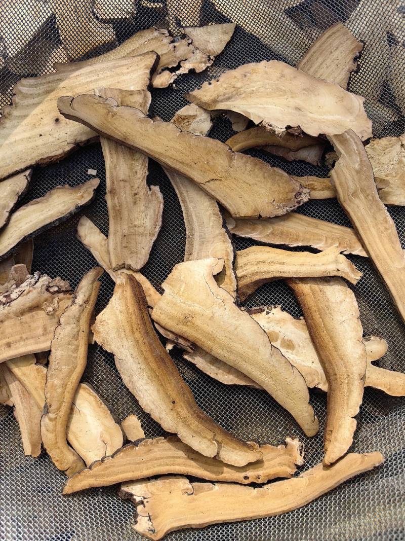 包邮西藏野生青灵芝片包邮一手货源质量保证选货青灵芝片