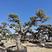 欧洲橄榄树进口橄榄树造型盆景福建漳州盆景基地