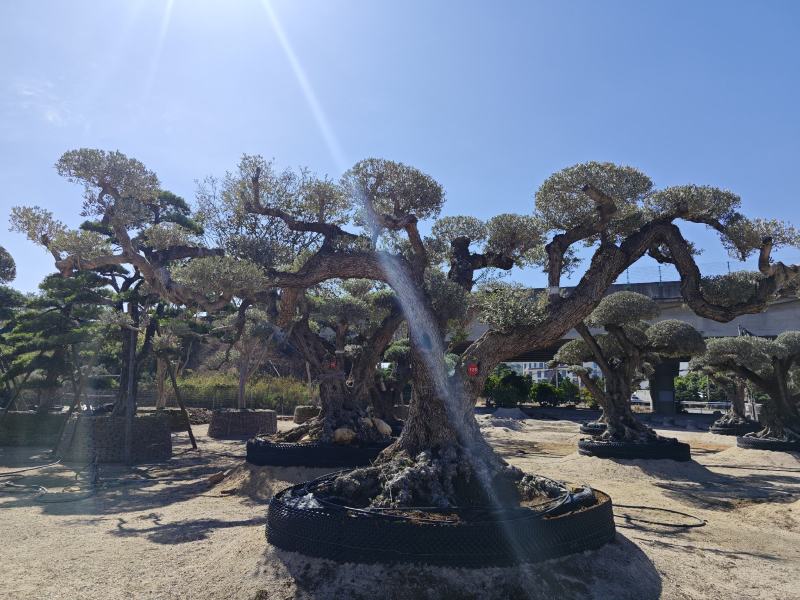 欧洲橄榄树进口橄榄树造型盆景福建漳州盆景基地