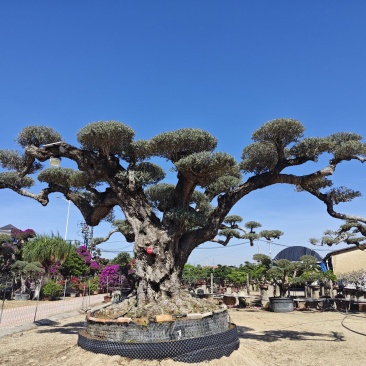 欧洲橄榄树进口橄榄树造型盆景福建漳州盆景基地