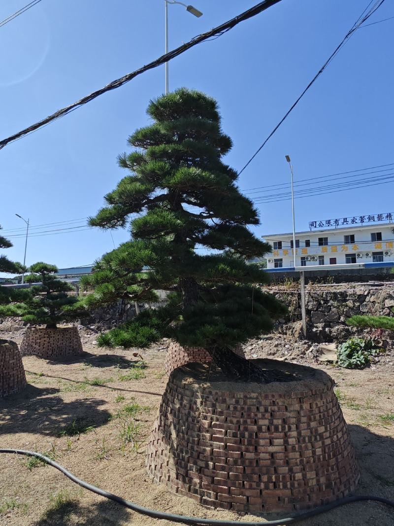 罗汉松造型盆景基地福建漳州基地批发