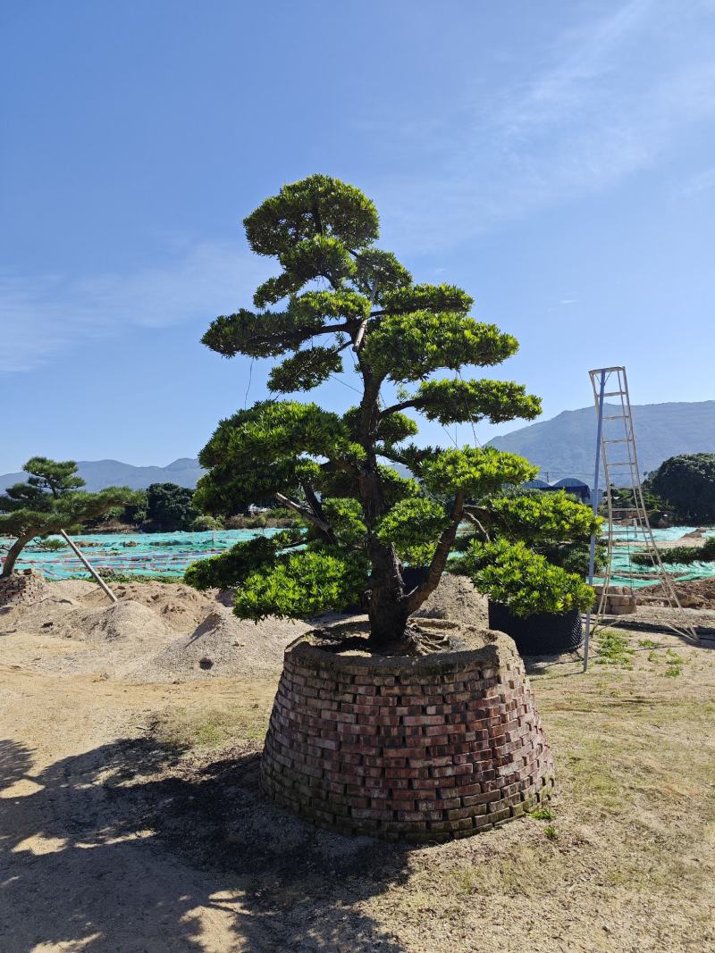 罗汉松造型盆景基地福建漳州基地批发