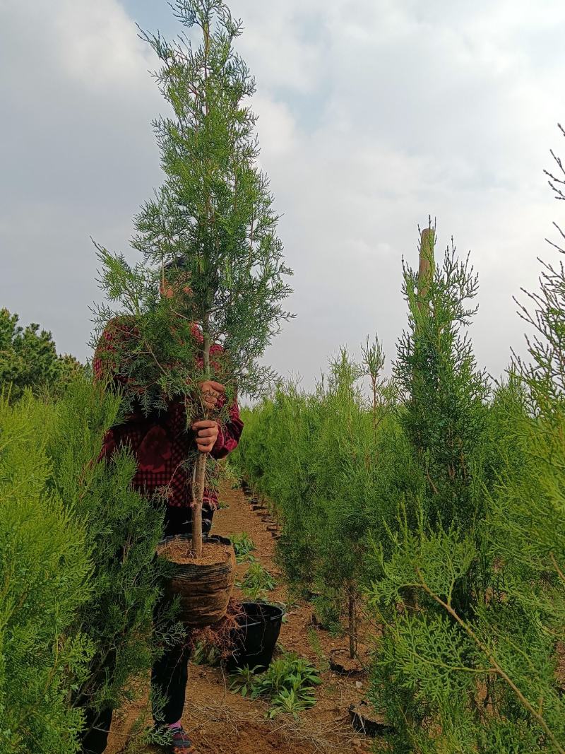 山东侧柏，规格齐全，树苗建康，基地直发电话议