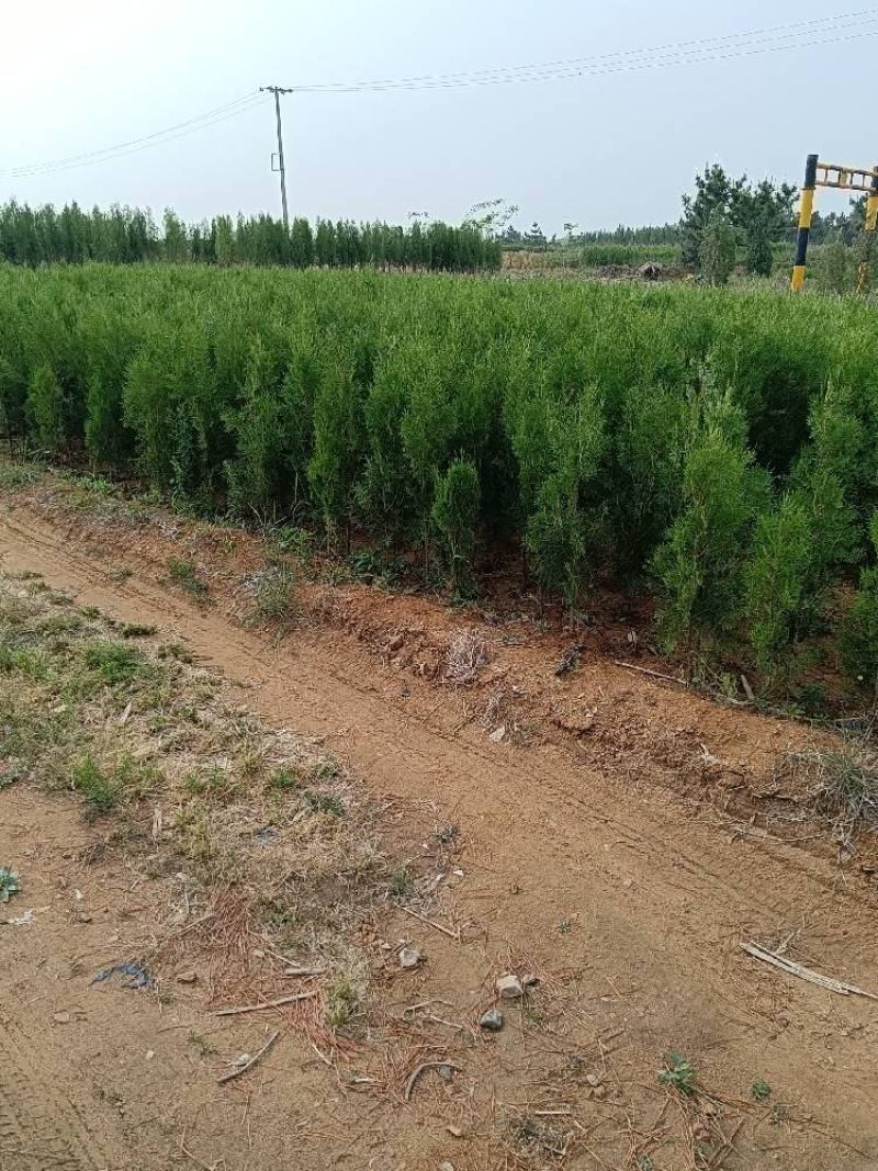 山东侧柏，规格齐全，树苗建康，基地直发电话议