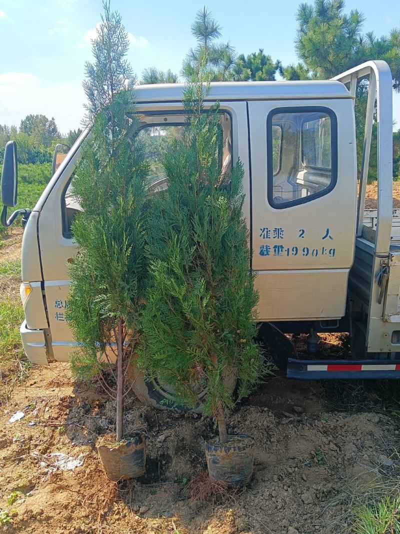 山东侧柏，规格齐全，树苗建康，基地直发电话议