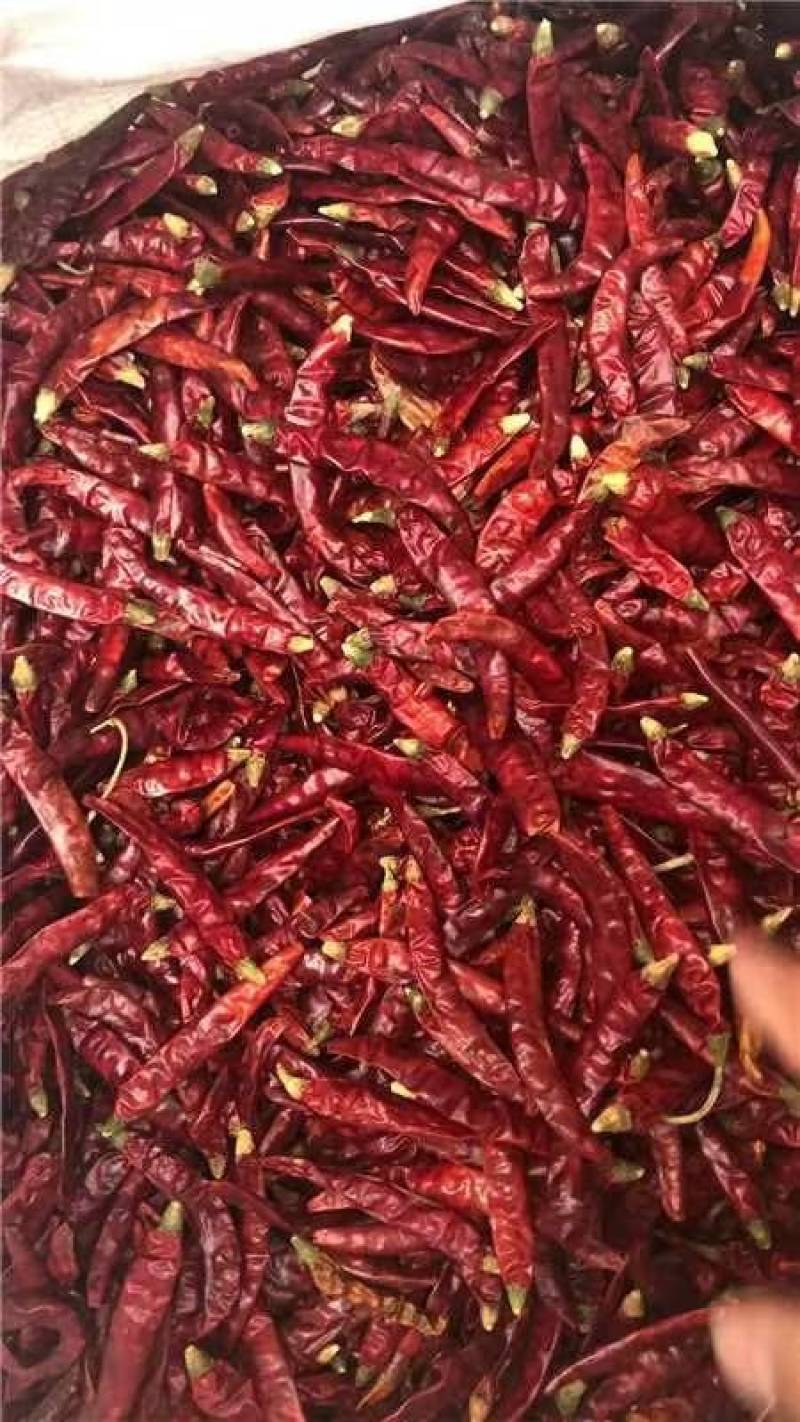 特辣特辣！印度魔鬼椒，量大从优欢迎老板选购