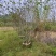 丛生紫薇高度2米到5米福建漳州苗木基地