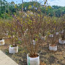 丛生紫薇高度2米到5米福建漳州苗木基地