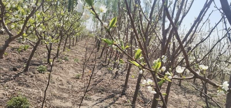 吉林省四平市梨树县挚友果树苗基地培育大红袍李子苗