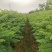 蓝花楹