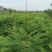 蓝花楹