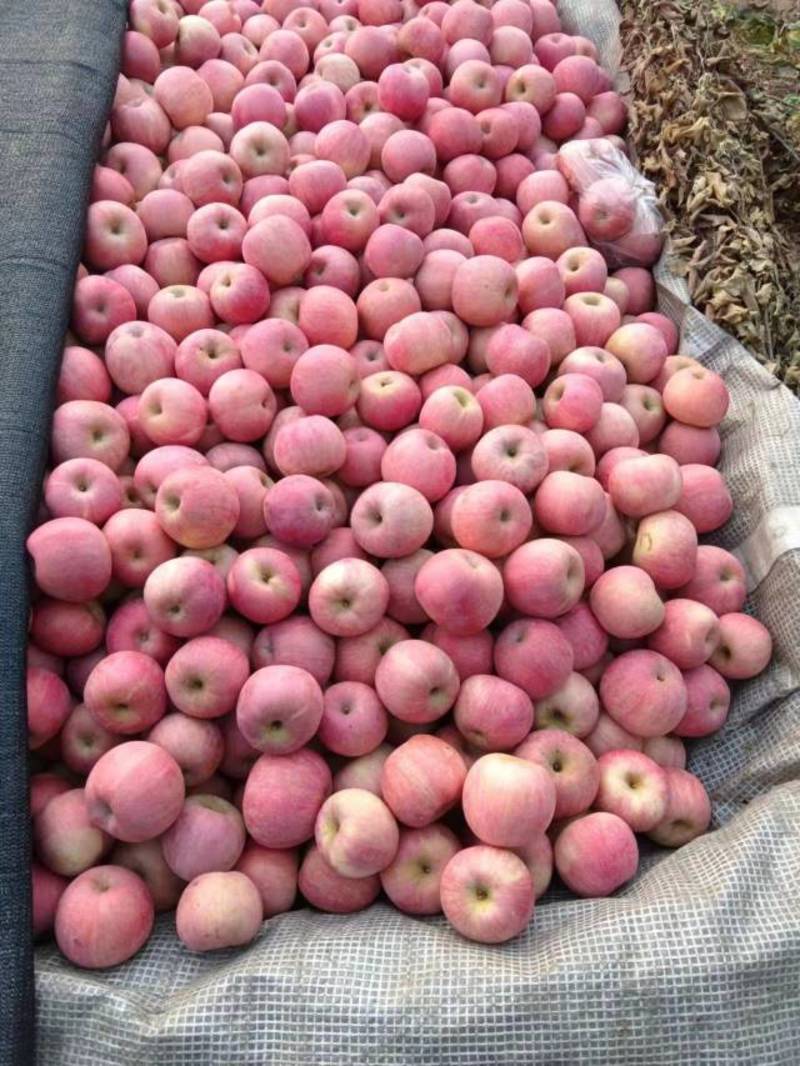 红富士苹果河北优质苹果种类齐全量大从优欢迎老板选购