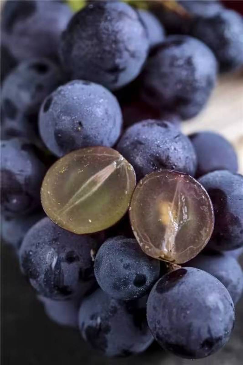 巨峰葡萄河北精品葡萄种类齐全量大从可视频欢迎老板选购