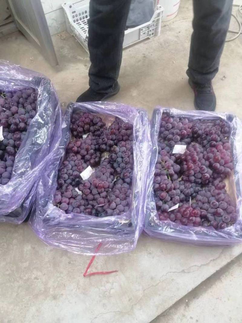 巨峰葡萄河北精品葡萄种类齐全量大从可视频欢迎老板选购