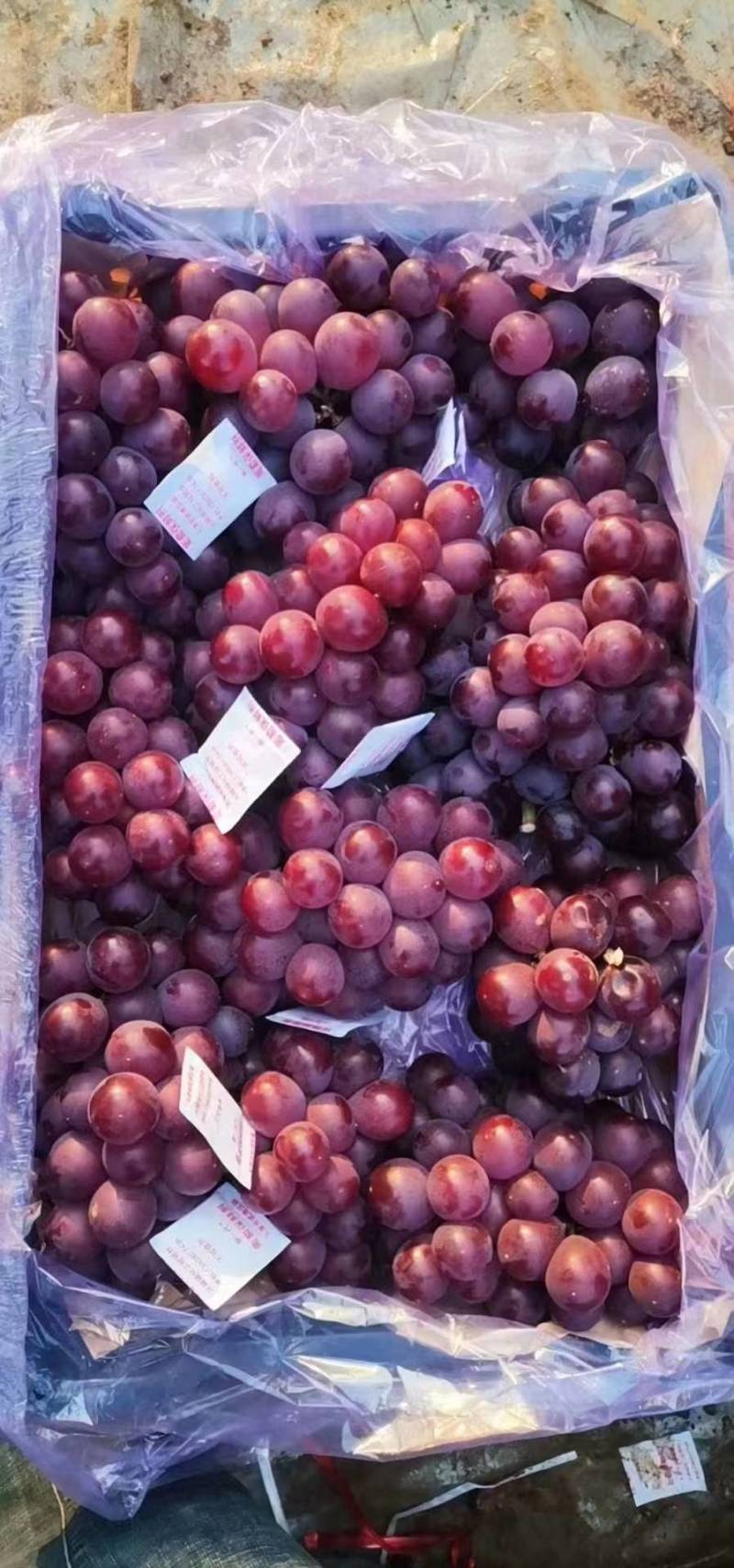 巨峰葡萄河北精品葡萄种类齐全量大从可视频欢迎老板选购