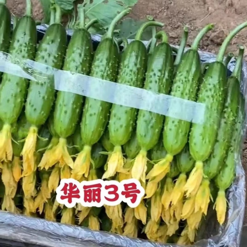 华丽3号新干线水果黄瓜品种，强磁翠绿色品种种子