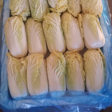 【源头直采】甘肃大娃娃菜新鲜上市一手货源可视频看货