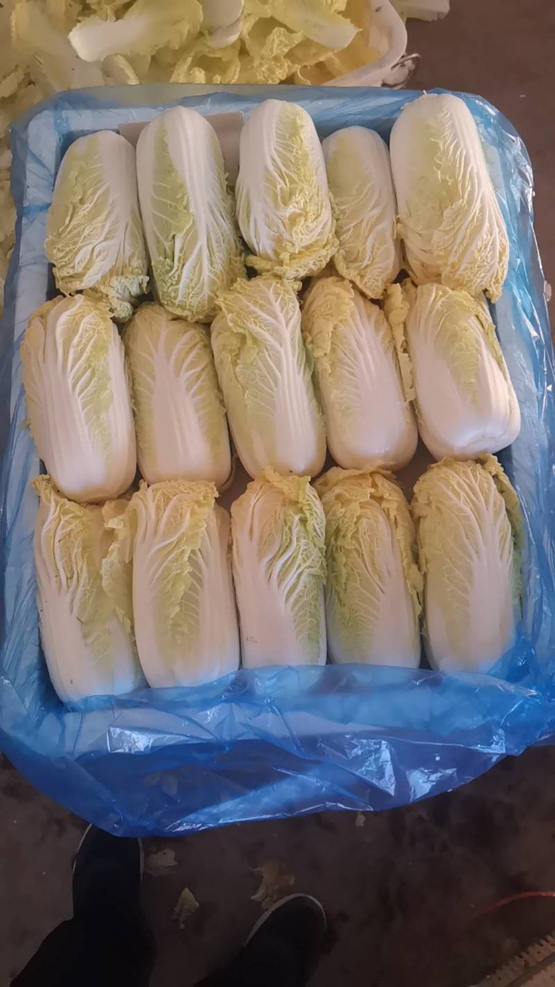 【源头直采】甘肃大娃娃菜新鲜上市一手货源可视频看货