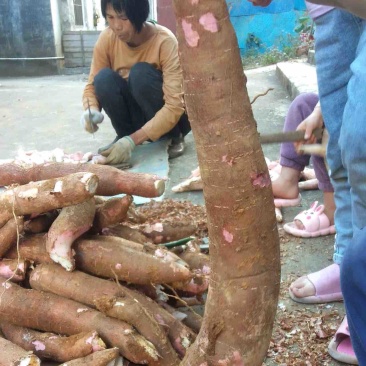 木薯