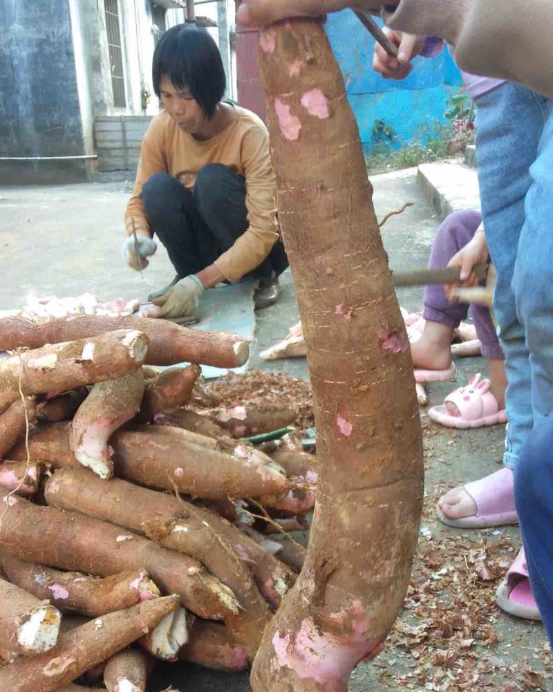 木薯
